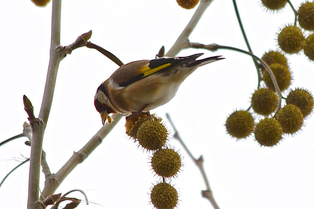 European Goldfinch