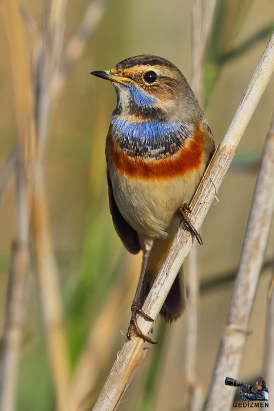 Bluethroat