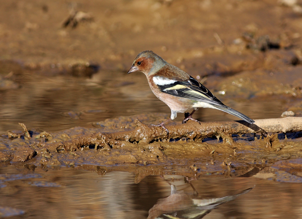 Eurasian Chaffinch