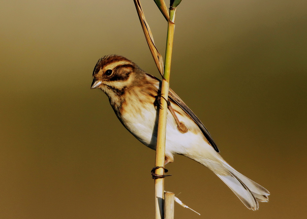 Common Reed Bunting