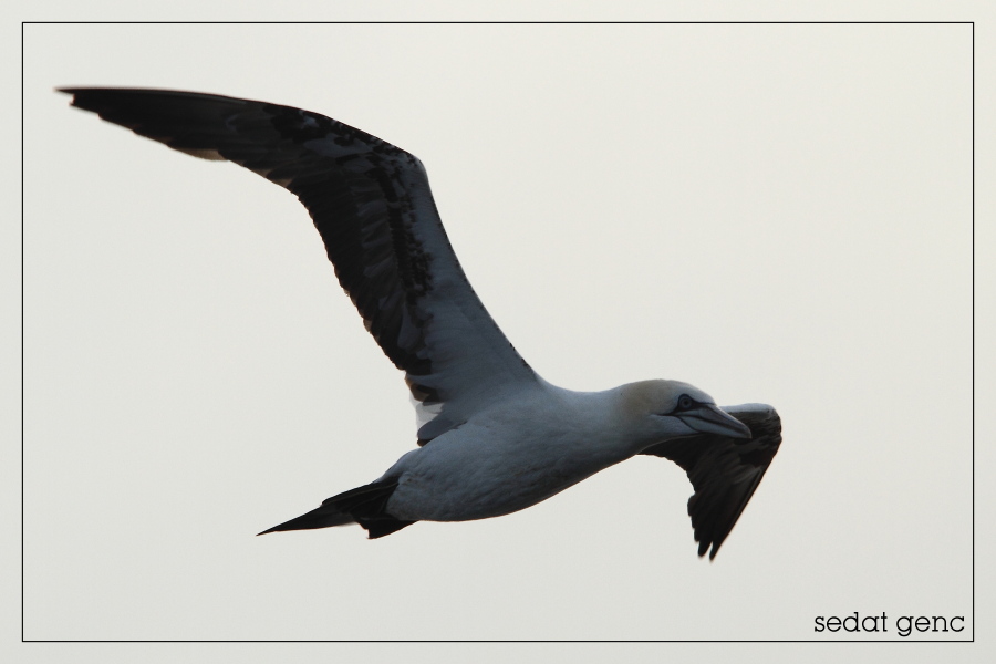 Northern Gannet