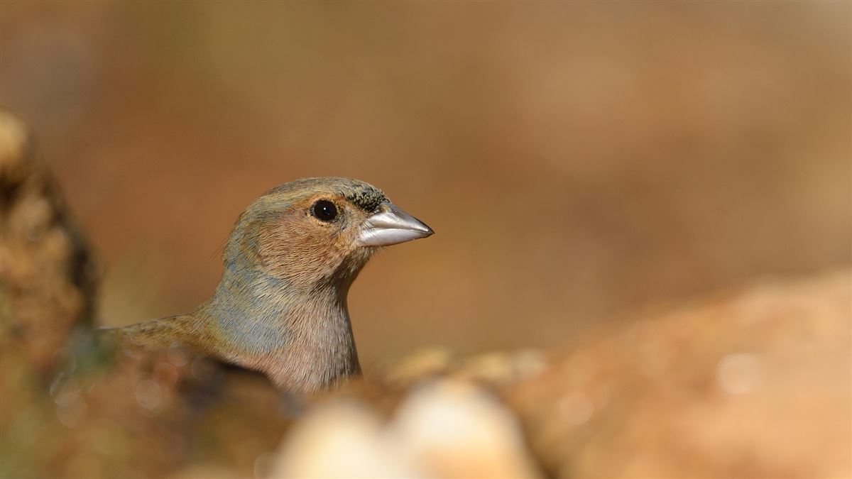 Common Chaffinch