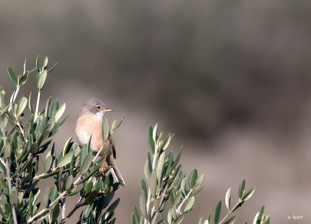 Spectacled Warbler