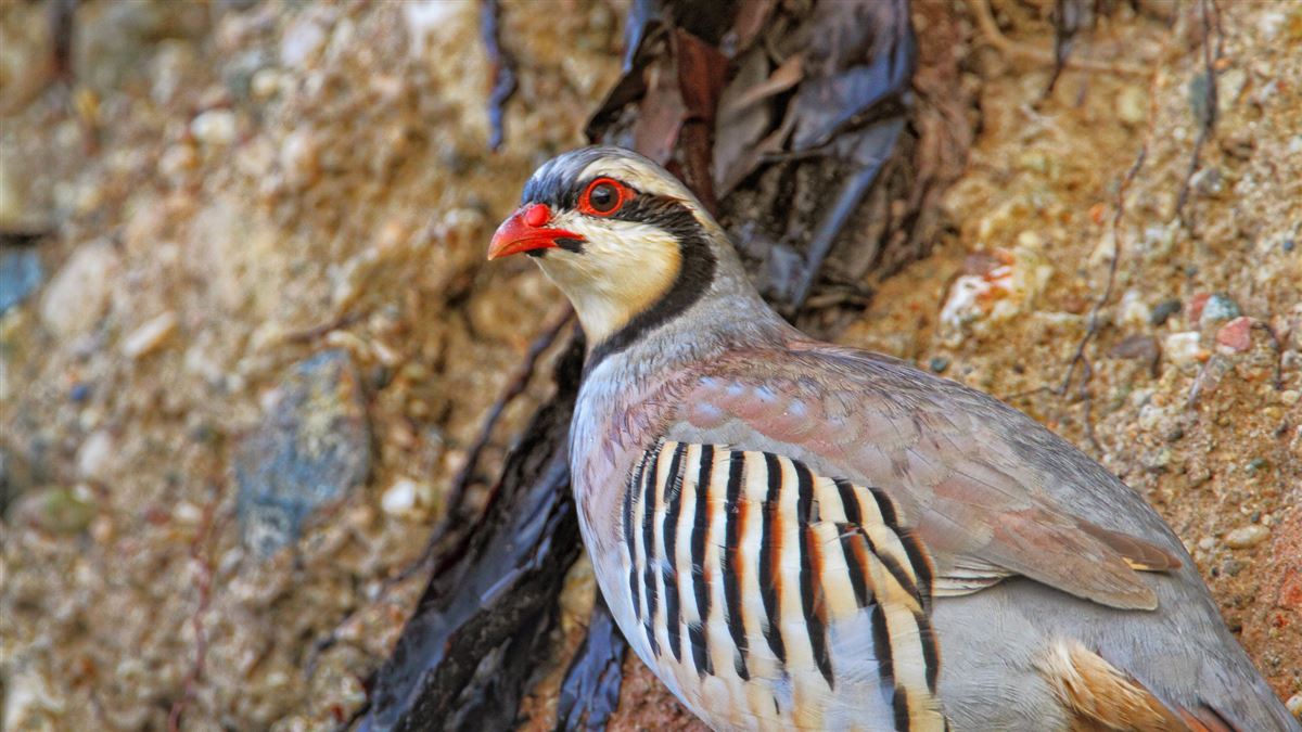 Chukar Partridge