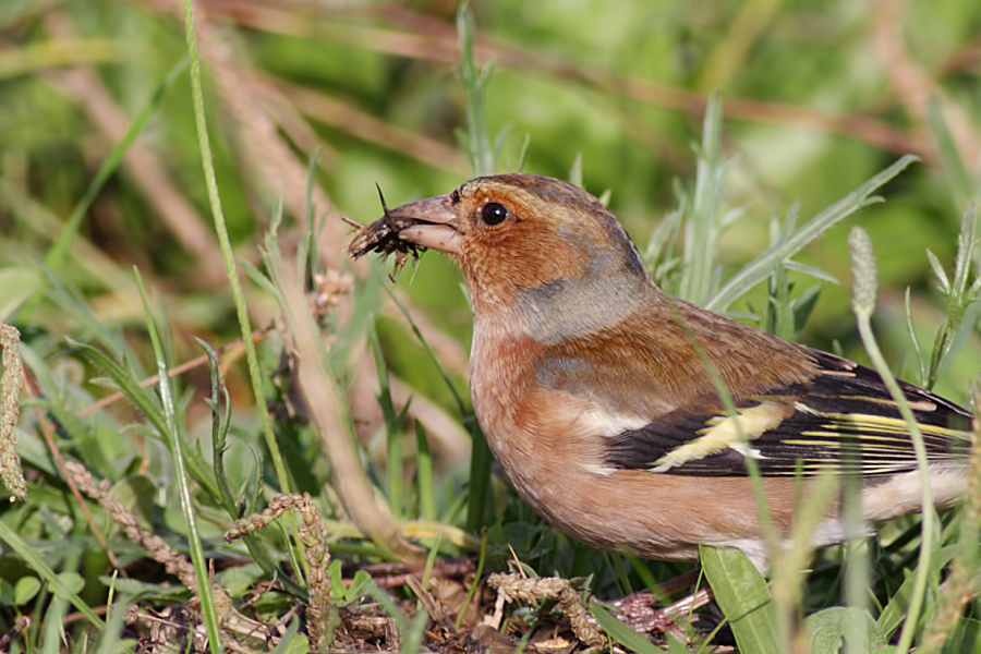 Common Chaffinch