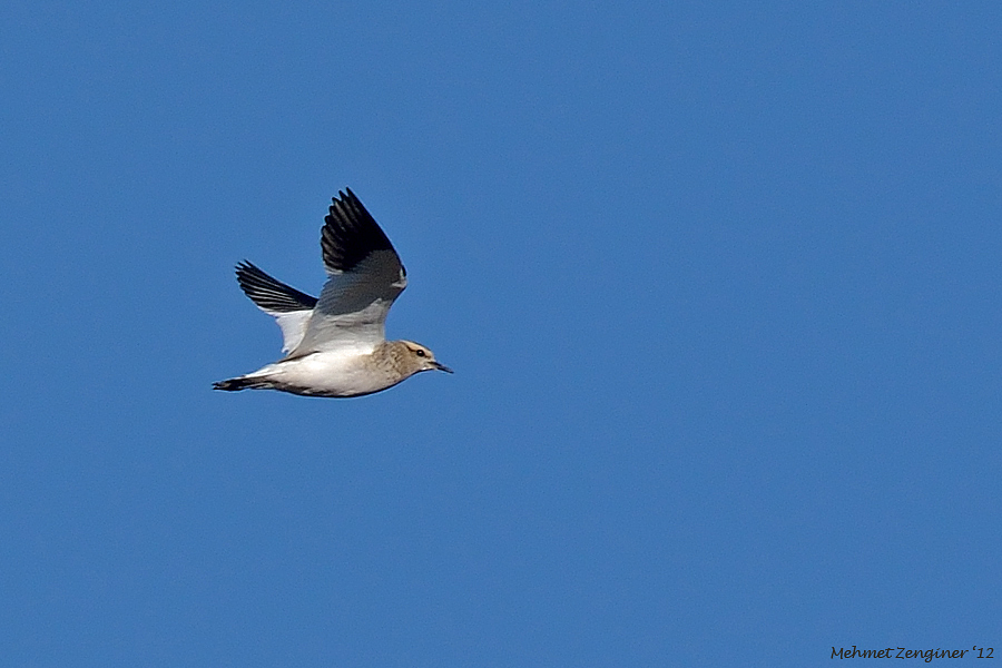 Sociable Lapwing