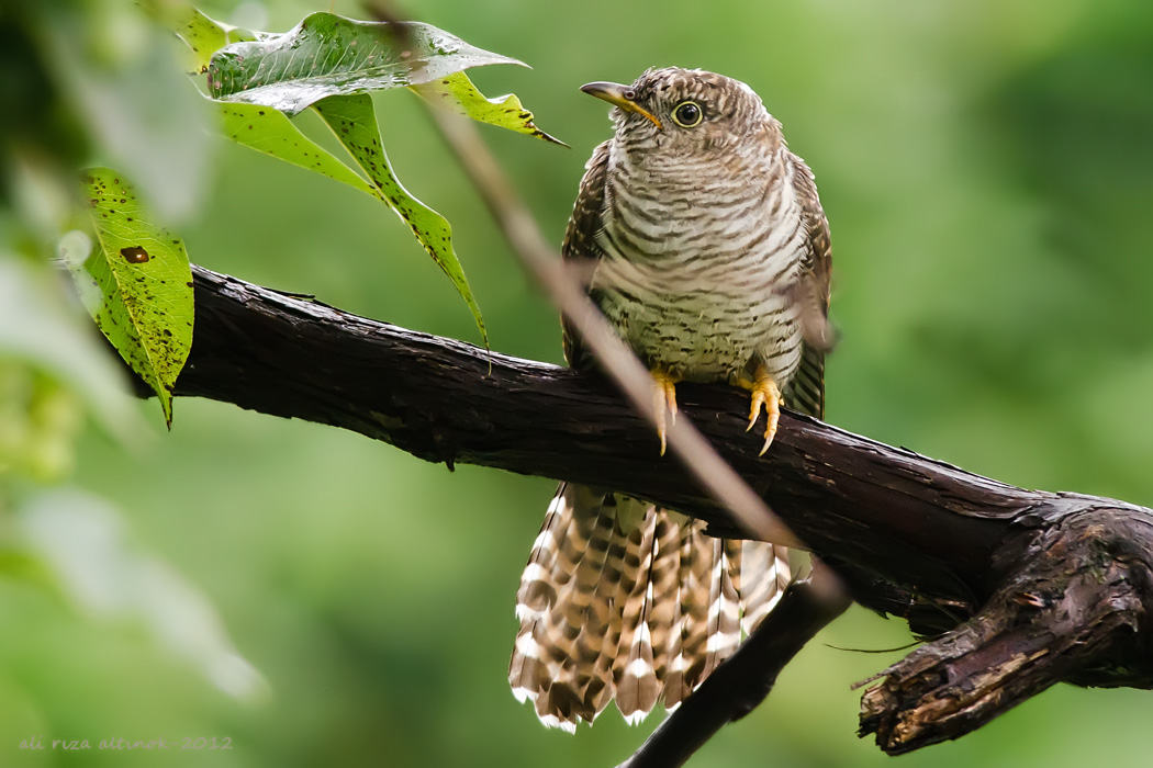 Common Cuckoo