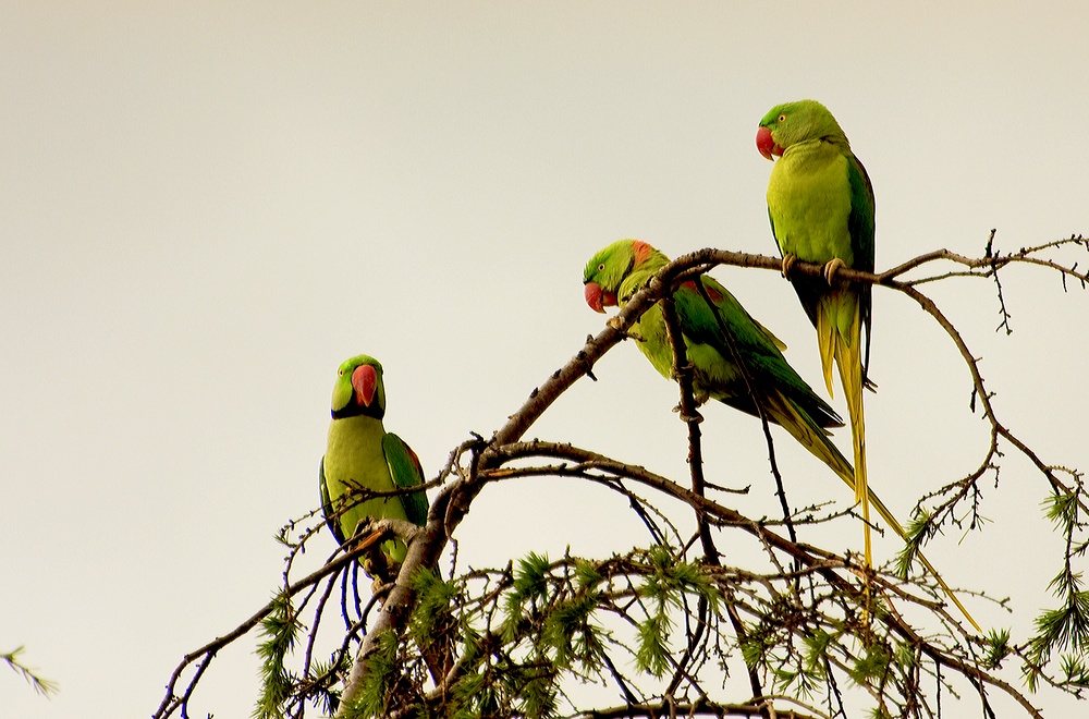 Alexandrine Parakeet