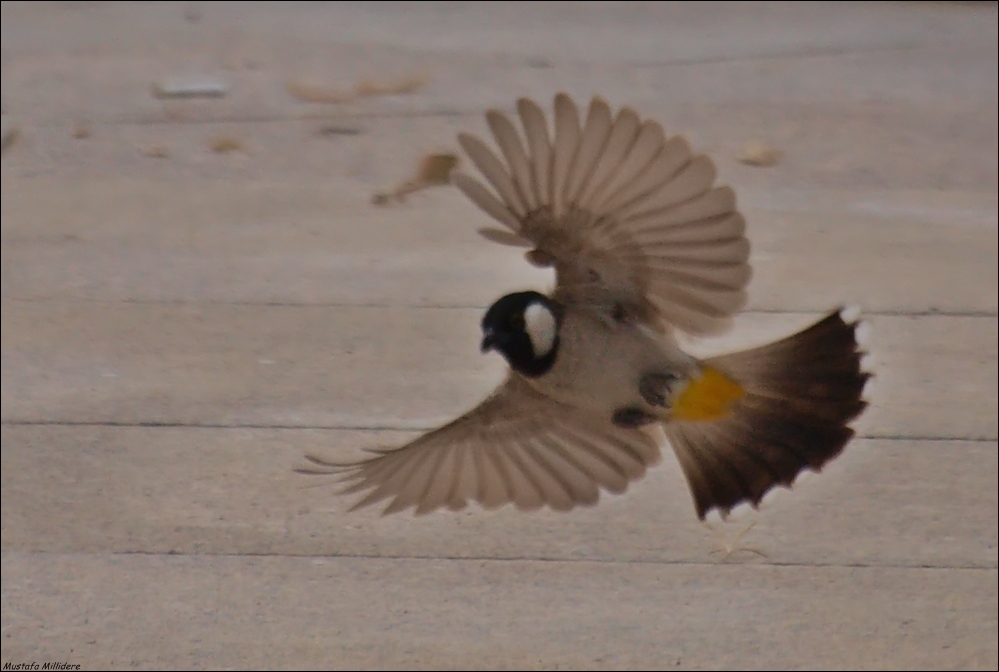 White-eared Bulbul