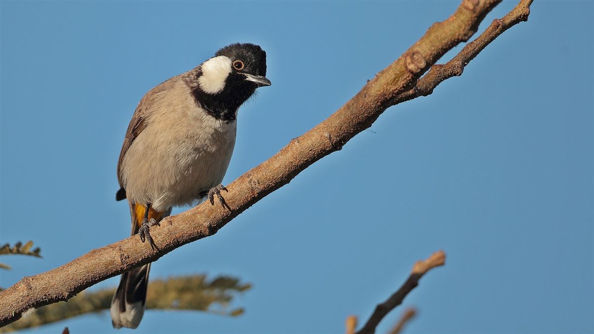 White-eared Bulbul