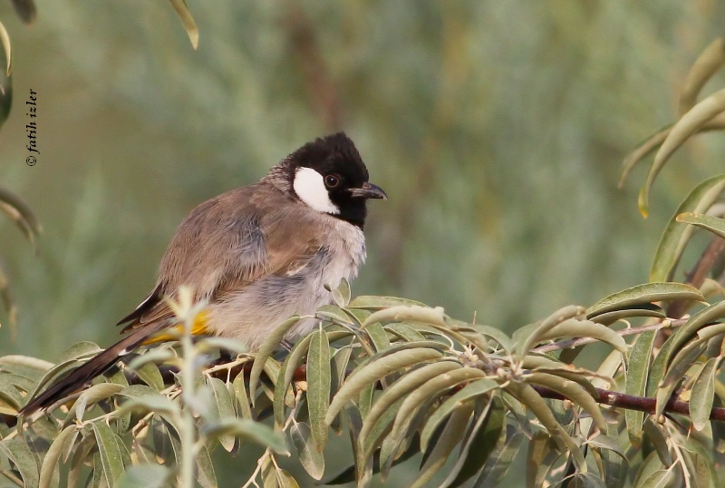 White-eared Bulbul