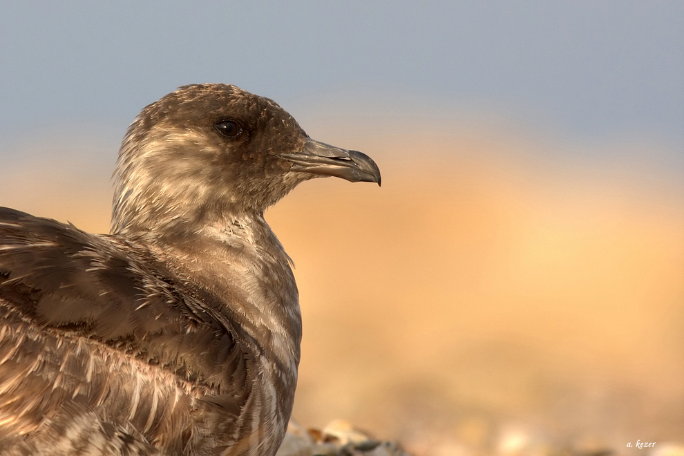 Pomarine Jaeger