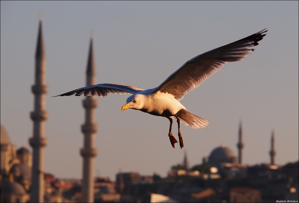 Gümüş Martı