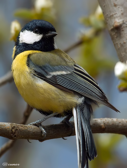 Great Tit