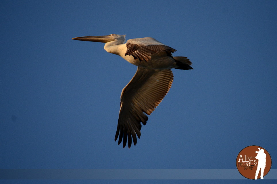 Dalmatian Pelican
