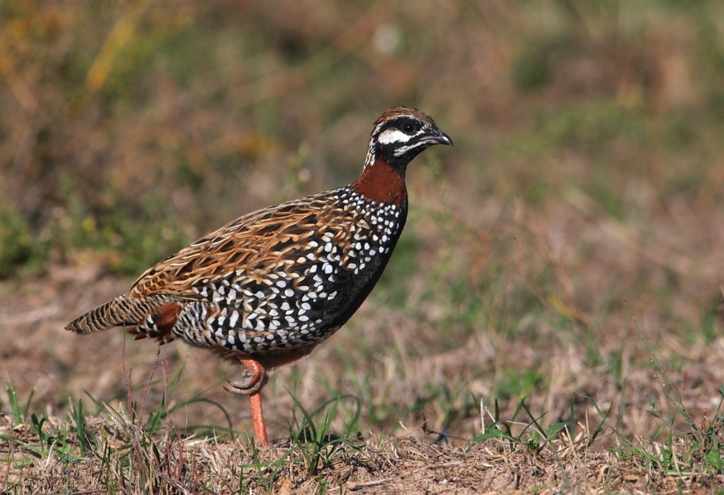 Black Francolin
