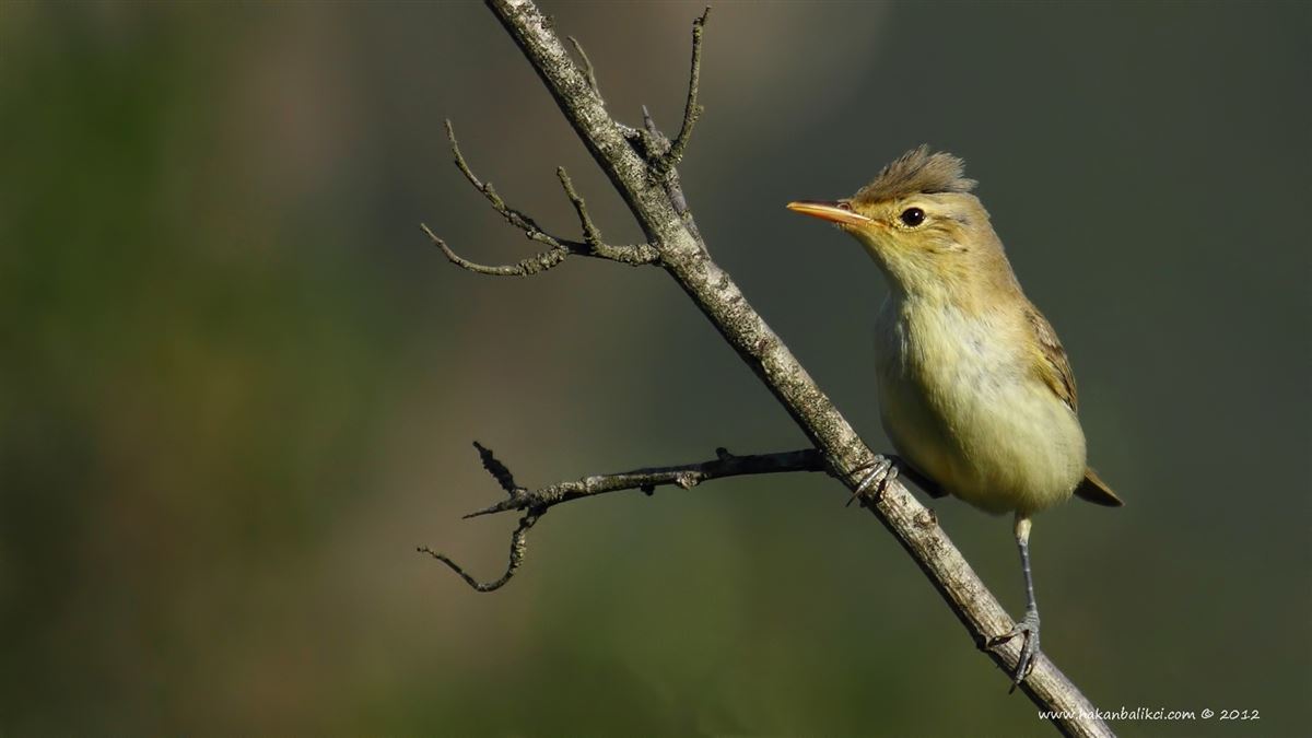 Icterine Warbler