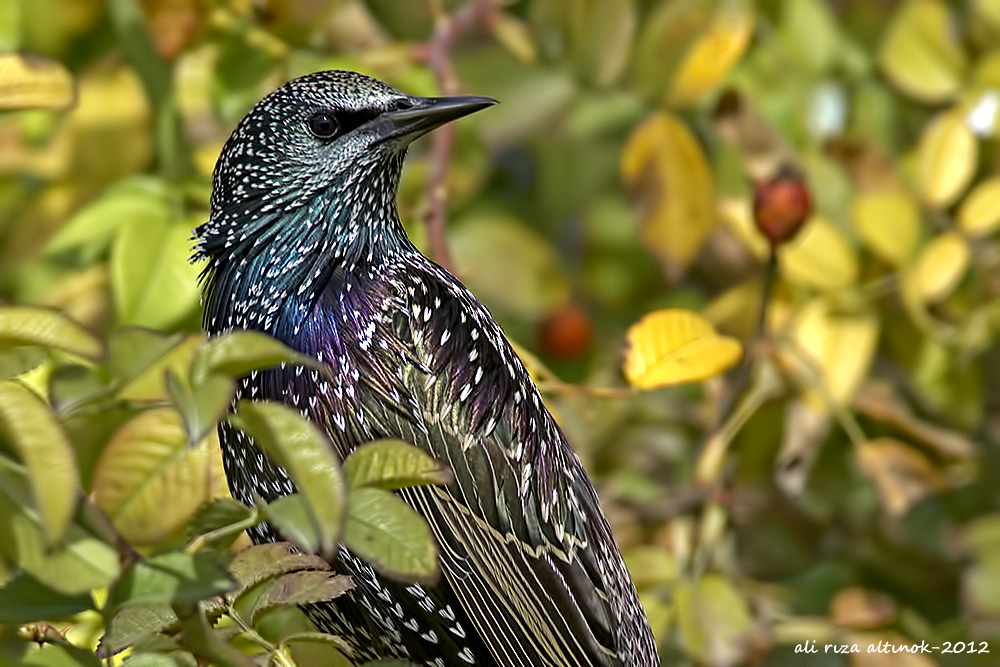 Common Starling