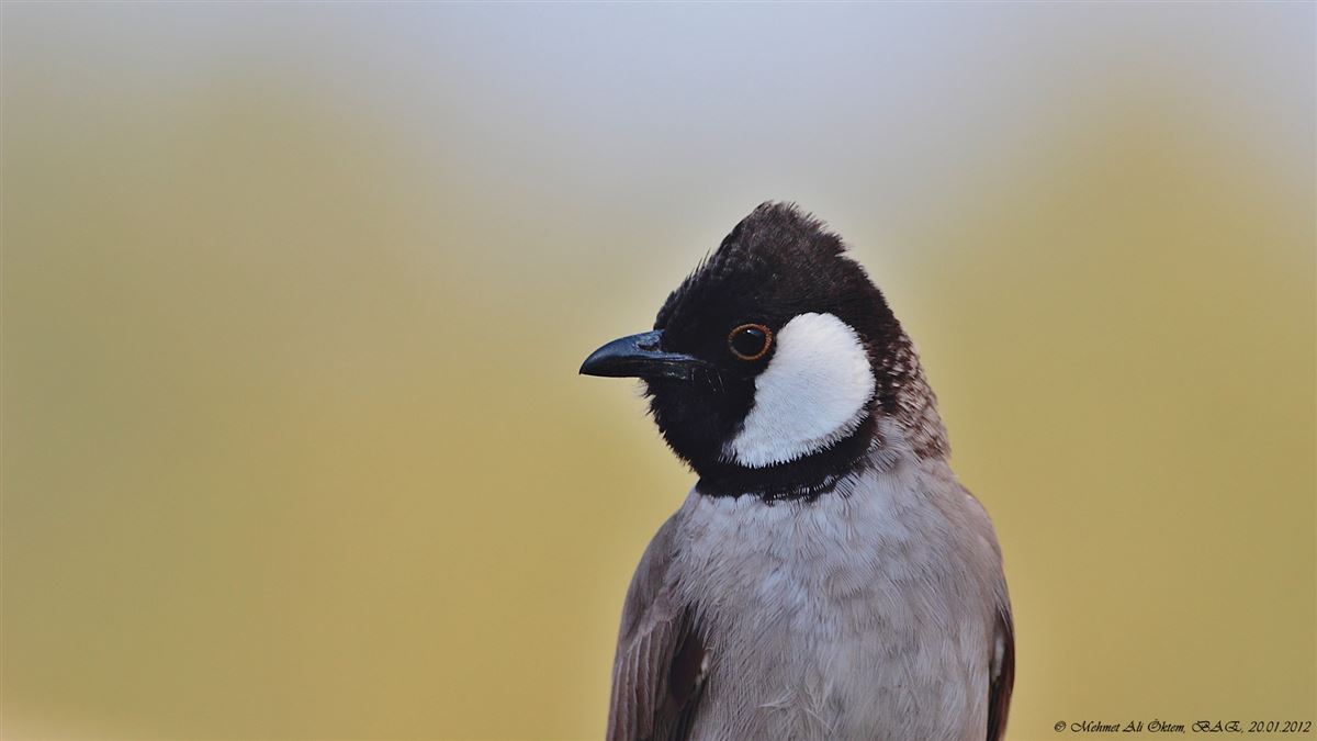 White-eared Bulbul