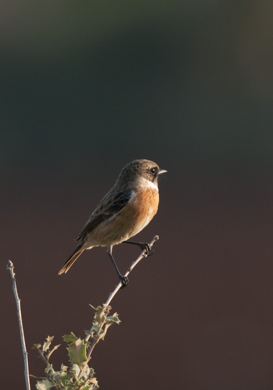European Stonechat