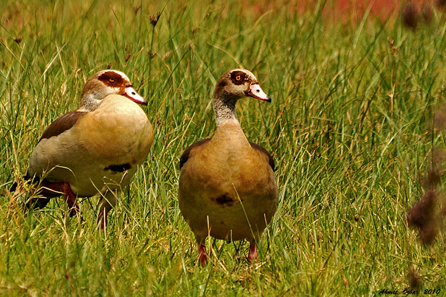 Egyptian Goose
