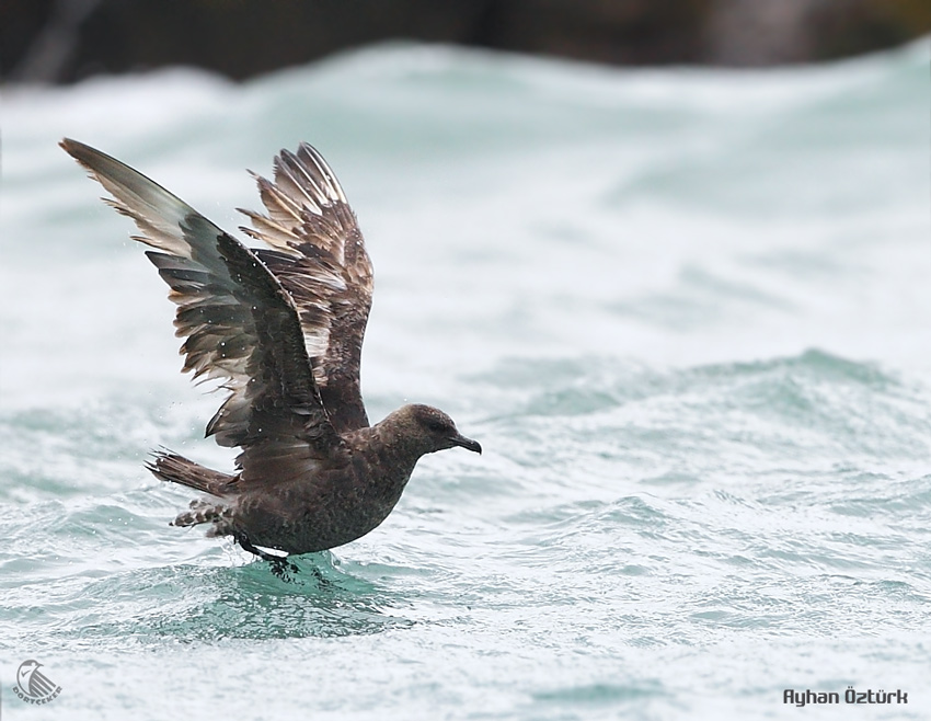 Pomarine Jaeger