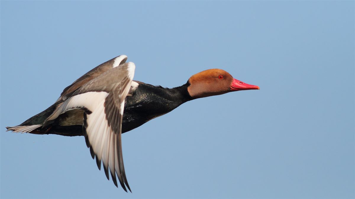 Red-crested Pochard