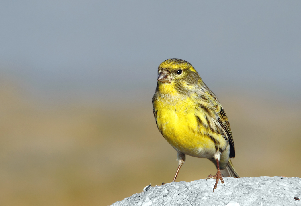 European Serin