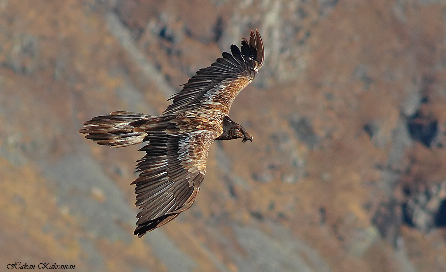 Bearded Vulture