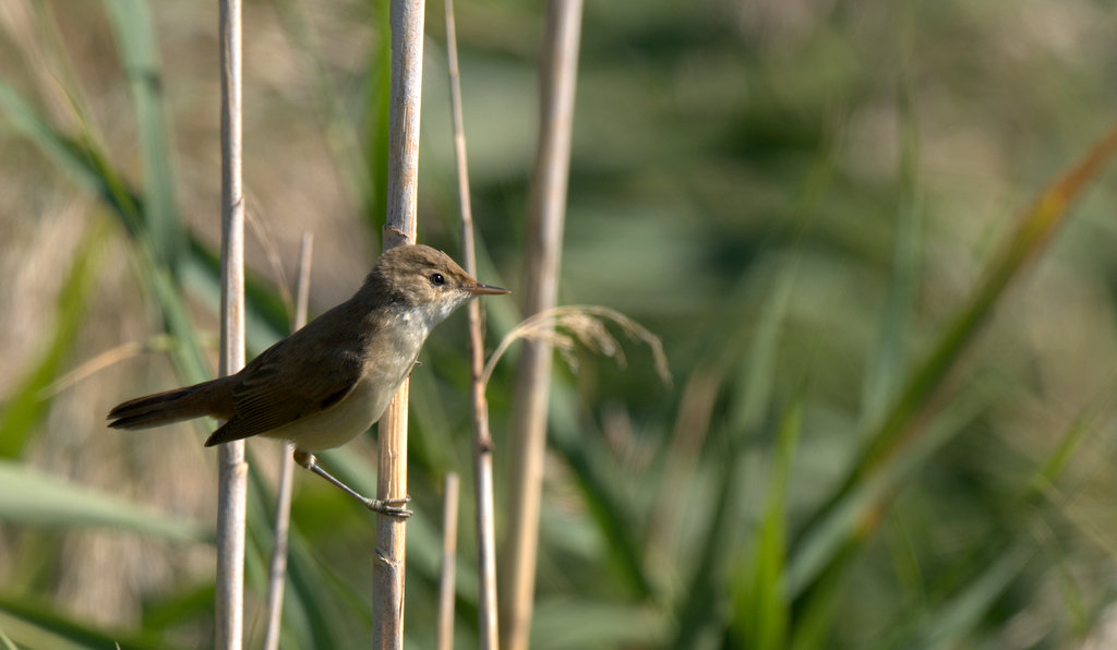 Common Reed Warbler