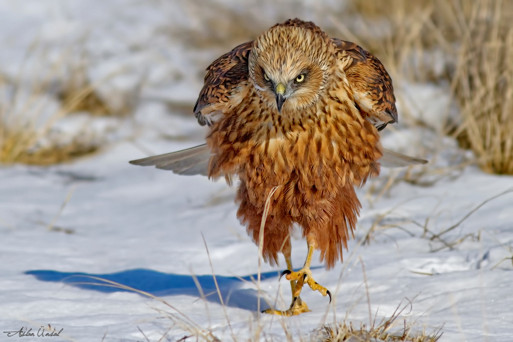 Western Marsh Harrier