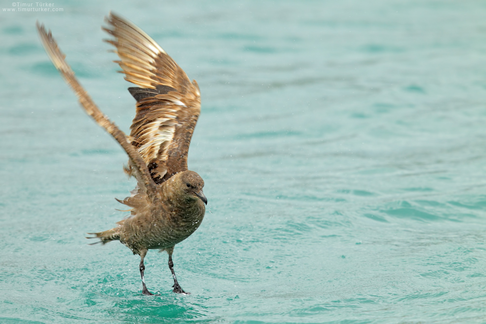 Pomarine Jaeger