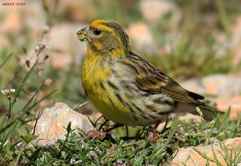European Serin