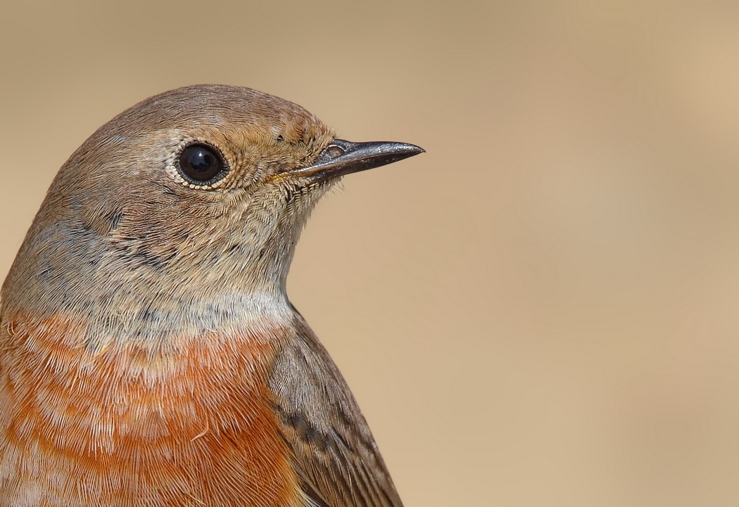 Common Redstart