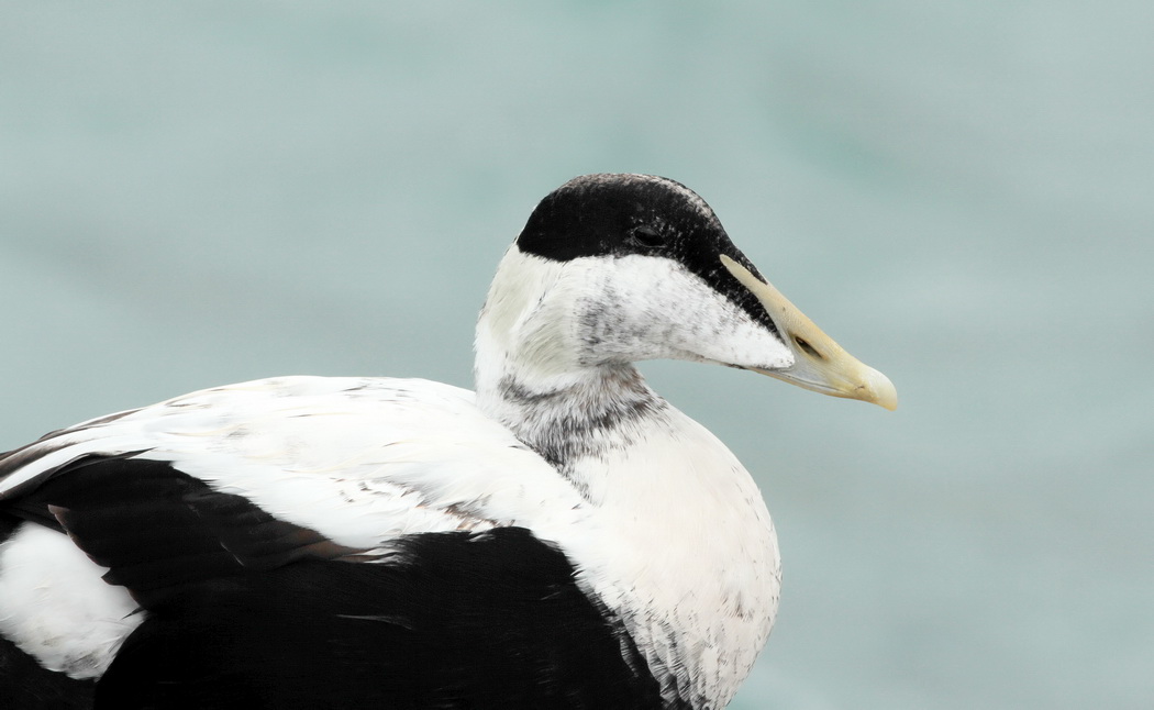 Common Eider