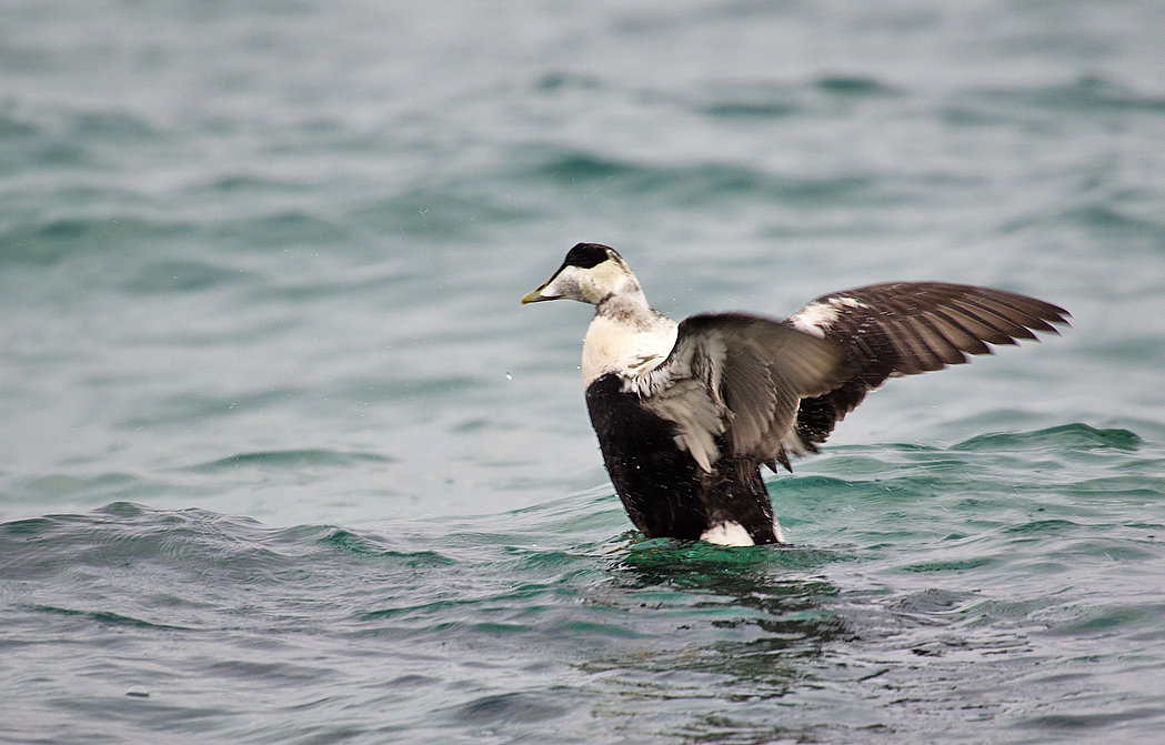 Common Eider