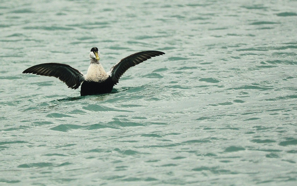 Common Eider