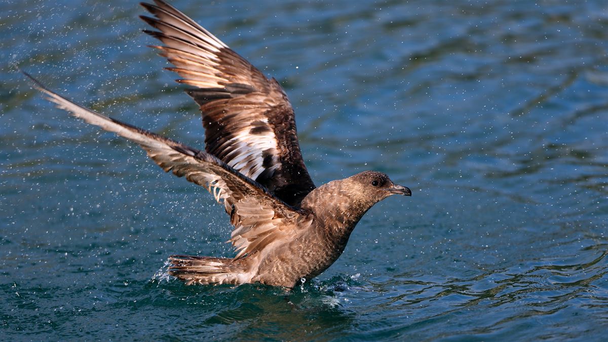 Pomarine Jaeger