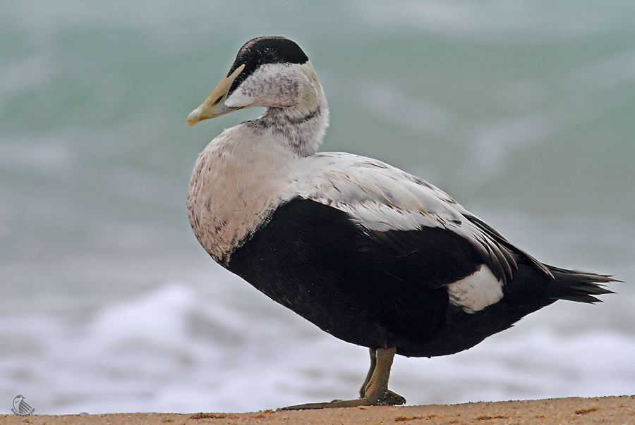 Common Eider
