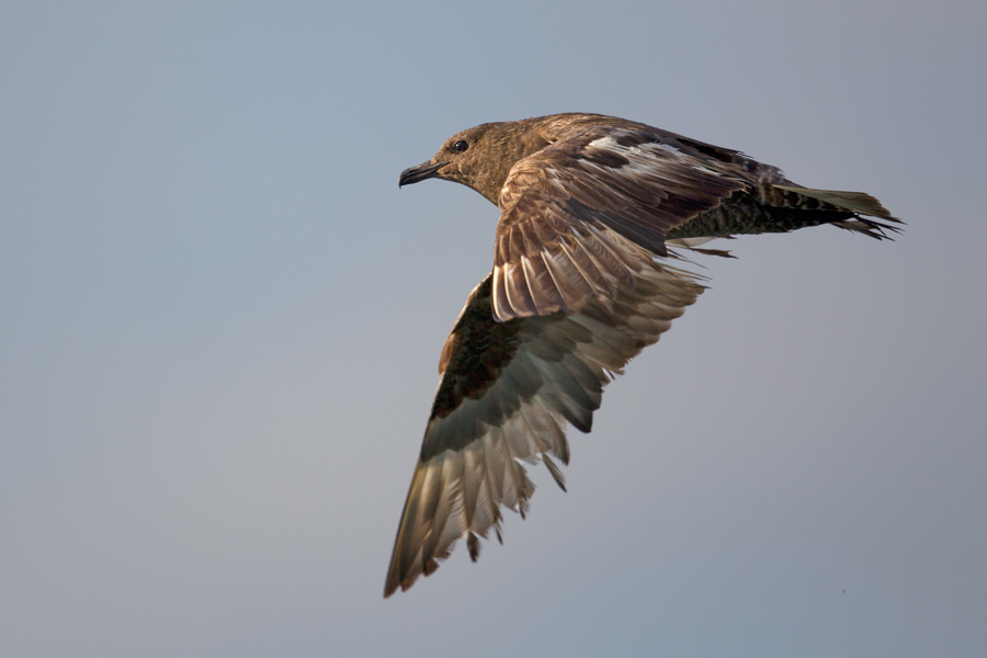 Pomarine Jaeger