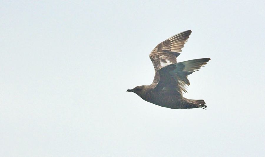 Pomarine Jaeger