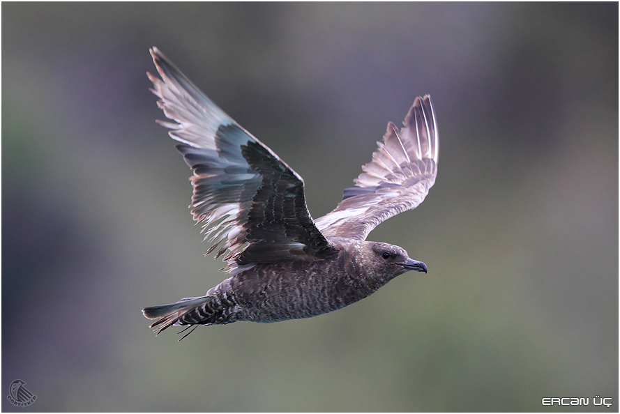 Pomarine Jaeger