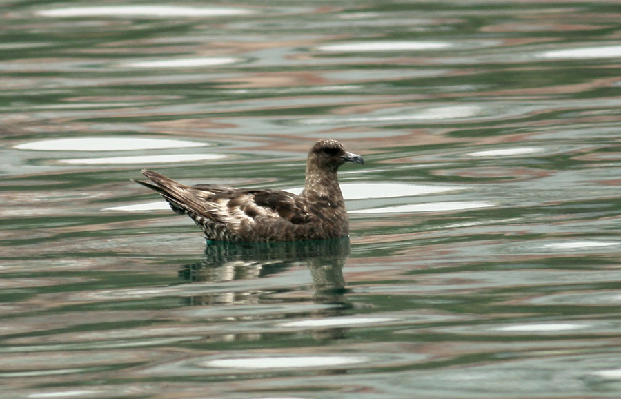 Pomarine Jaeger
