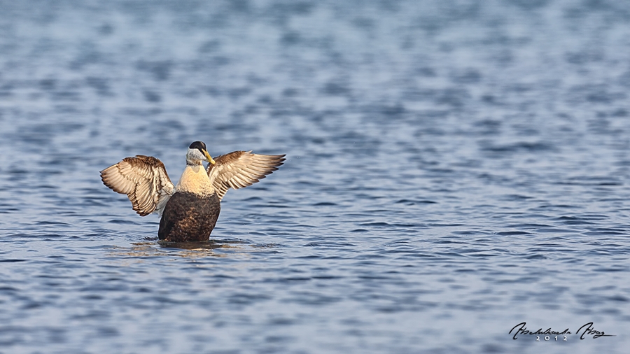 Common Eider