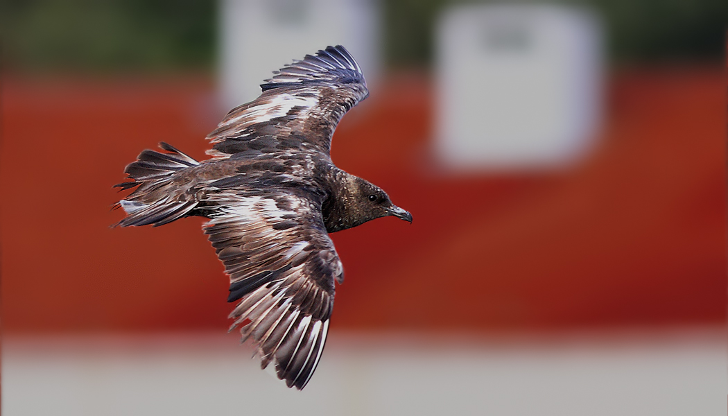 Pomarine Jaeger