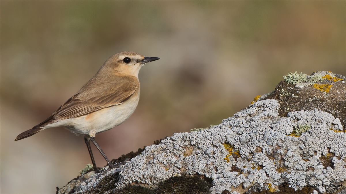 Isabelline Wheatear