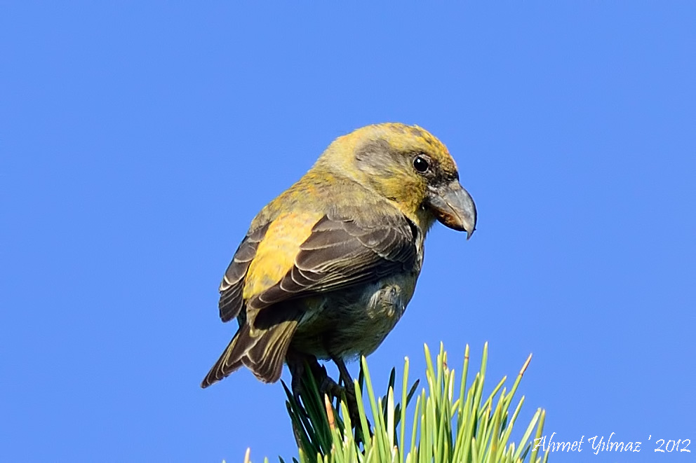 Red Crossbill