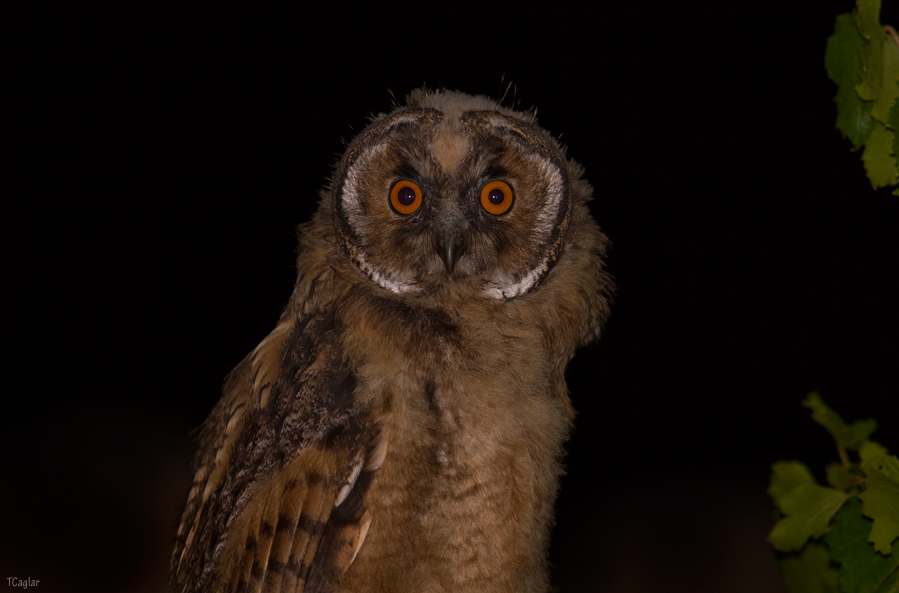 Long-eared Owl