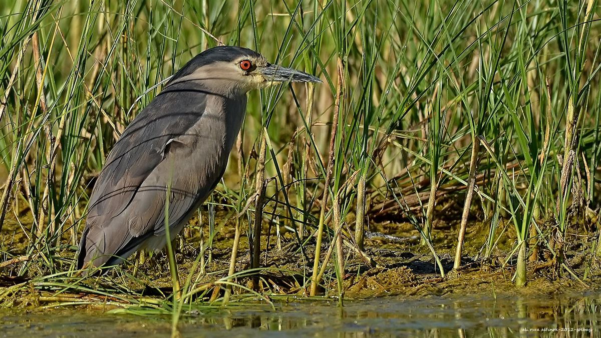 Black-crowned Night Heron