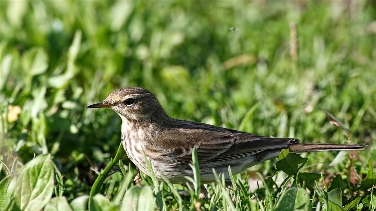 Water Pipit